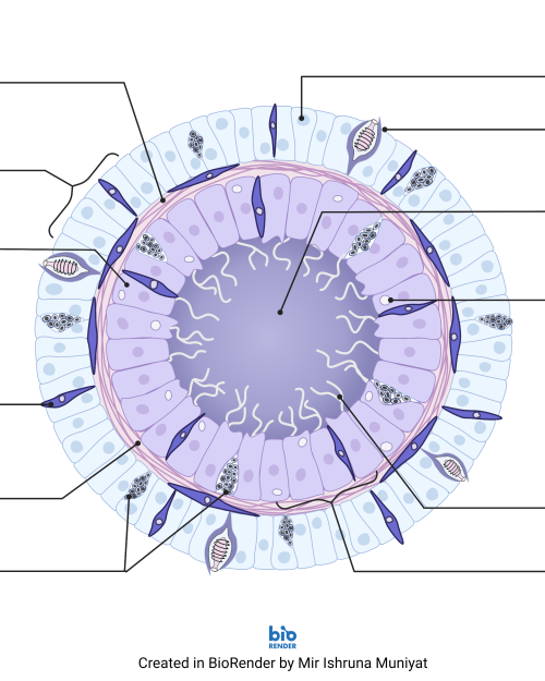 Hydra cross section